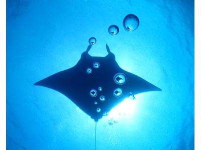 南ぬ島 DIVE SITEの最新画像