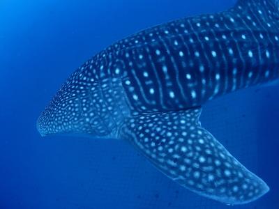 リトルケープの最新写真