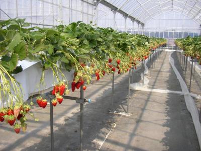 一宮観光いちご組合の最新写真