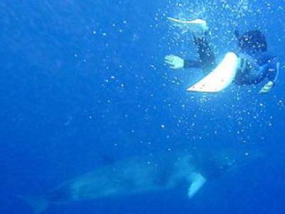 エルウィングの最新写真