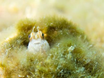 ダイビングサイト シードリーム SEA DREAMの最新写真