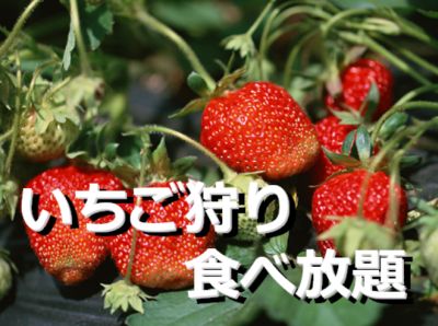 いちご狩り食べ放題の人気ランキング
