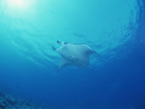 パラオのダイビングスタイル