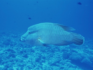 パラオのダイビングスタイル