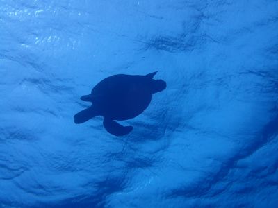 ＤＩＶＥ宮古島の最新写真