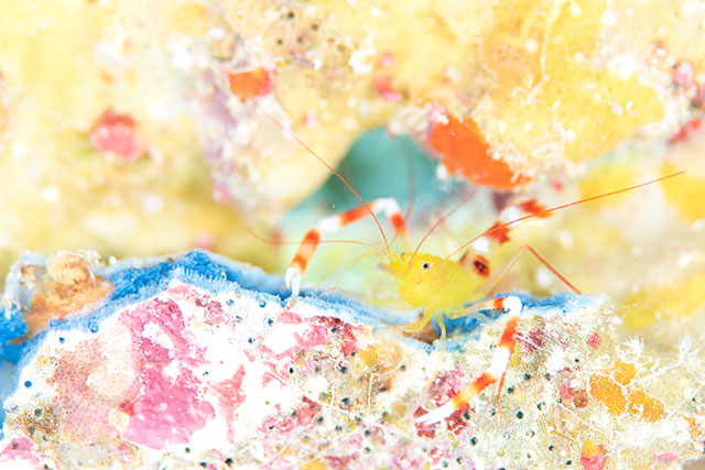 石垣潜水堂の最新写真