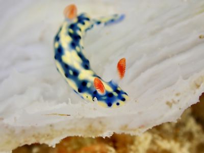 HANON Diving Serviceの最新写真