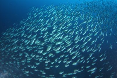 DUCK DIVEの最新写真