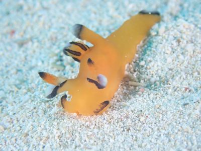 沖縄那覇 バグース Bagusの最新写真