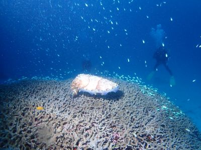 石垣島シーフレンズ