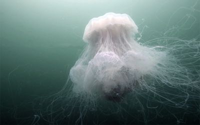 大分ダイビングサービスSEDNAの最新写真