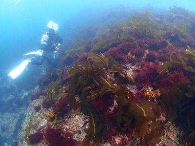 DUCK DIVEの最新写真