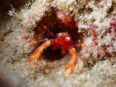 ヌヌ・アドベンチャー・クラブ石垣島の最新写真