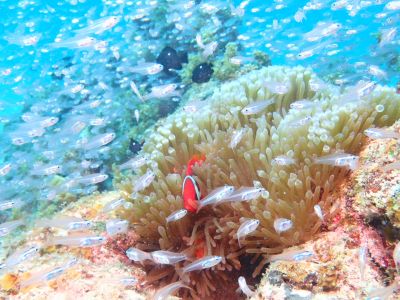 黒島ダイビングサービス ひでｓｕｎの最新写真