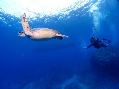 沖縄那覇 バグース Bagusの最新写真