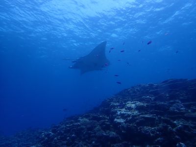 ヌヌ・アドベンチャー・クラブ石垣島の最新写真