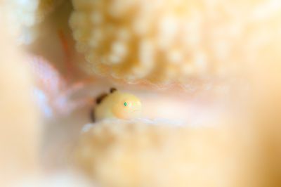 HANON Diving Serviceの最新写真