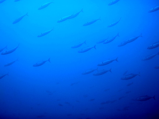 リブ・アロハ・シーの最新写真