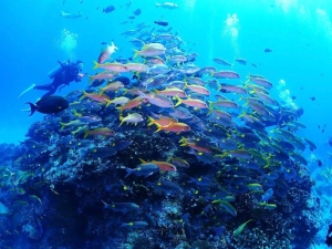 おきなわトロピコ TROPICOの最新写真