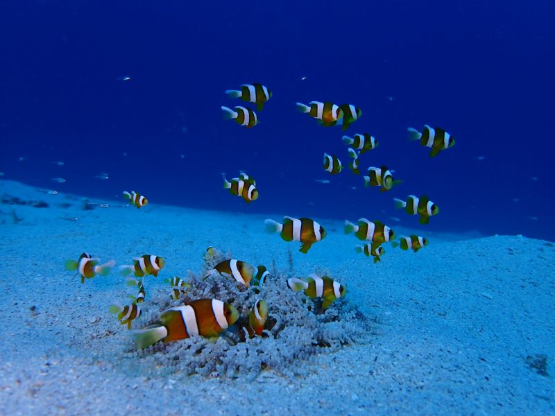 おきなわトロピコ TROPICOの最新写真