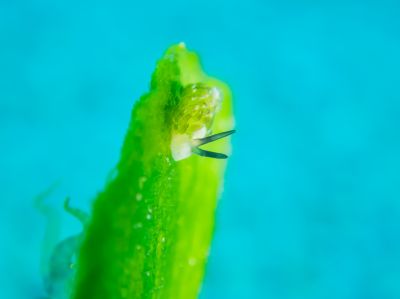 メイクシュアダイビングの最新写真