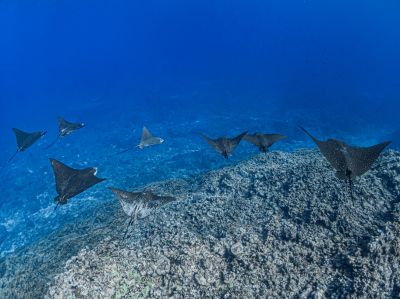 メイクシュアダイビングの最新写真