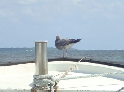 ヒートハートクラブ石垣島