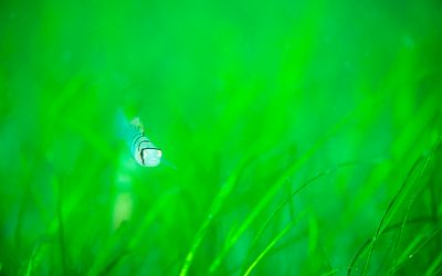 大分ダイビングサービスSEDNAの最新写真