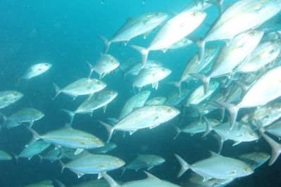 DUCK DIVEの最新写真