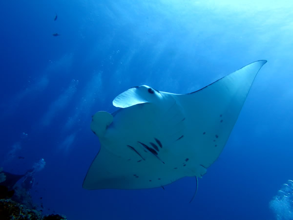 オードリーダイビングサービスの最新写真