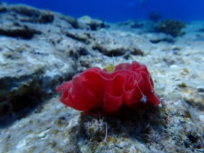 ヌヌ・アドベンチャー・クラブ石垣島の最新写真
