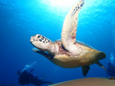 リトリートダイブの最新写真