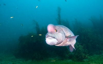 大分ダイビングサービスSEDNAの最新写真