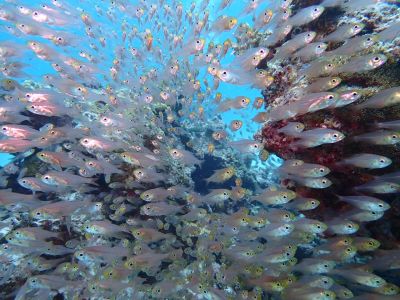 ヒートハートクラブ石垣島の最新写真