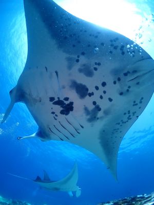 石垣島ダイビングショップａｔの最新写真