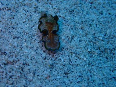 ディーズパルス沖縄の最新写真