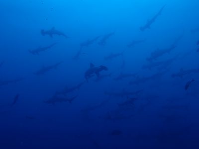 妻良DIVINGの最新写真