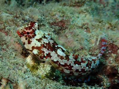 グローバルダイブ石垣島の最新写真