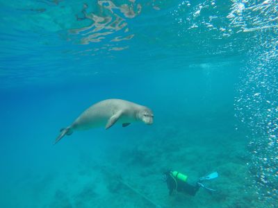 ハウオリ・オーシャン・スタイル Hau'oli Ocean Styleの最新写真
