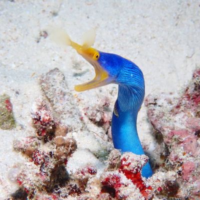 石垣島ダイビングショップａｔの最新写真