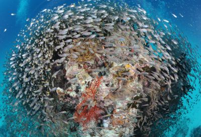 スマイルバング石垣島の最新写真