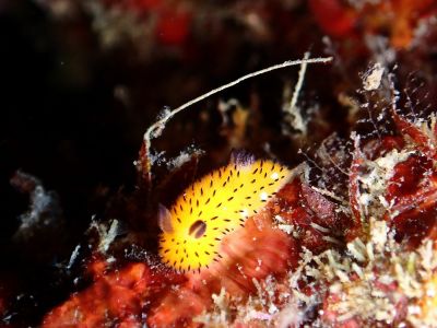 DDSデュークダイビングサービスの最新写真