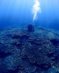 海の学校ダイビングリバティの最新写真