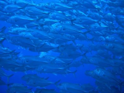 グッディグッディ石垣島の最新写真