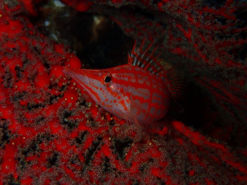 おきなわトロピコ TROPICOの最新写真