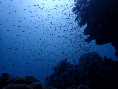 ヌヌ・アドベンチャー・クラブの最新写真