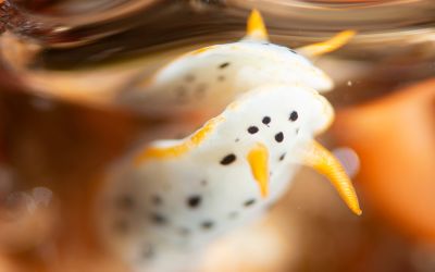 大分ダイビングサービスSEDNAの最新写真