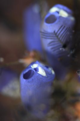 ダイビング&ペンションRIKIの最新写真