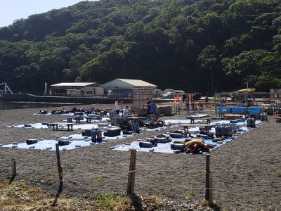 はごろもマリンサービス大瀬崎の最新写真