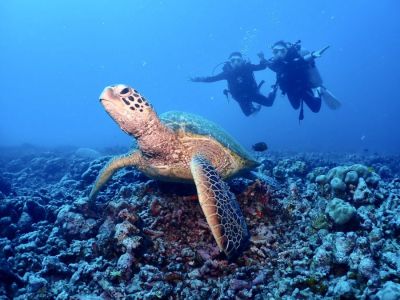 ホロホロオーシャンダイバーズの最新写真